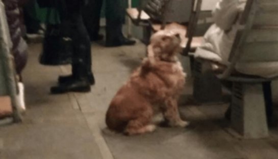Пес катается в трамвае и развлекает пассажиров. Фото