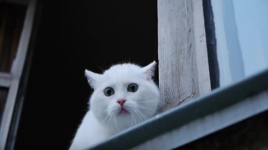ВИДЕОХИТ: кот защищает квартиру лучше собаки ВИДЕОХИТ: кот защищает квартиру лучше собаки