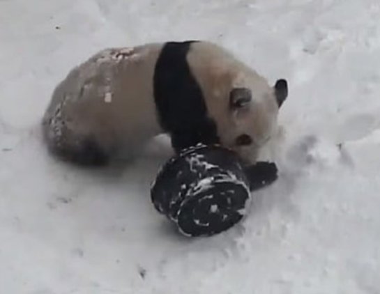 Панда с тазиком стала звездой интернета (фото, видео)