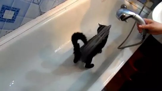 В Сети стает популярным видео на котором кот мужественно купается (ВИДЕО)