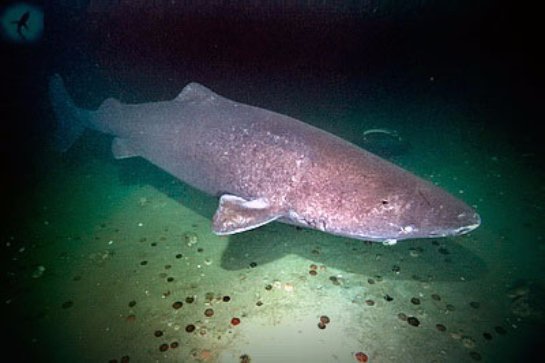 Акулы из Гренландии оказались самыми живучими представителями своего вида