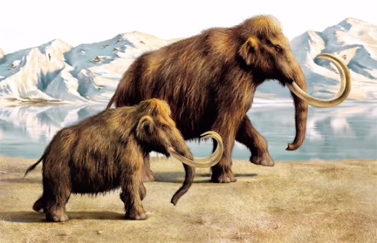 Некоторые ученые против клонирования мамонтов