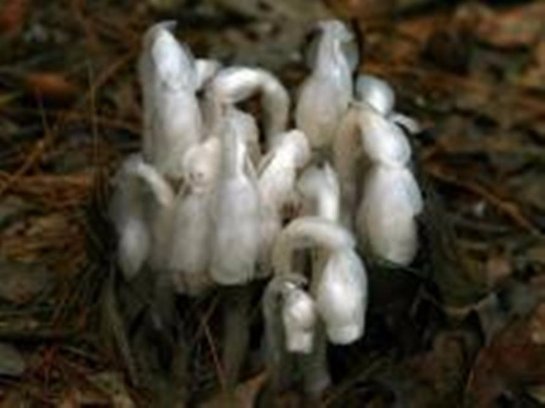 В Японии открыли растение, паразитирующее на грибах