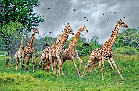 На планете вымирают жирафы