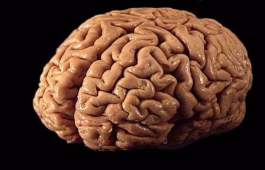 Ученые узнали, почему в прошлом мозг человека вырос и стал более сложным, чем у животных