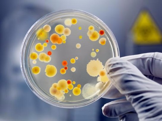Ученые поняли, почему опасные микроорганизмы менее губительны для женщин