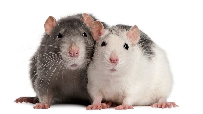 Крысы обладают высокоразвитой рабочей памятью – способностью «держать в уме» фрагменты информации для сиюминутной мысленной деятельности. Это позволяет им, к примеру, ловко избегать ловушек, расставленных на одних и тех же местах.