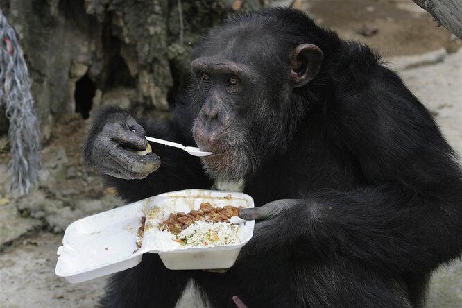Шимпанзе склонны к своеобразной моде в рамках своей стаи. Когда влиятельная обезьяна в одной из групп начала вставлять себе траву в уши, другие шимпанзе стали повторять за ней. Мода сохранилась надолго – даже после смерти её изобретательницы.
