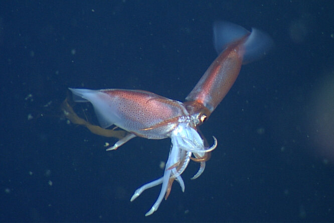 Смертельная битва подводных каннибалов: почему кальмары так себя ведут