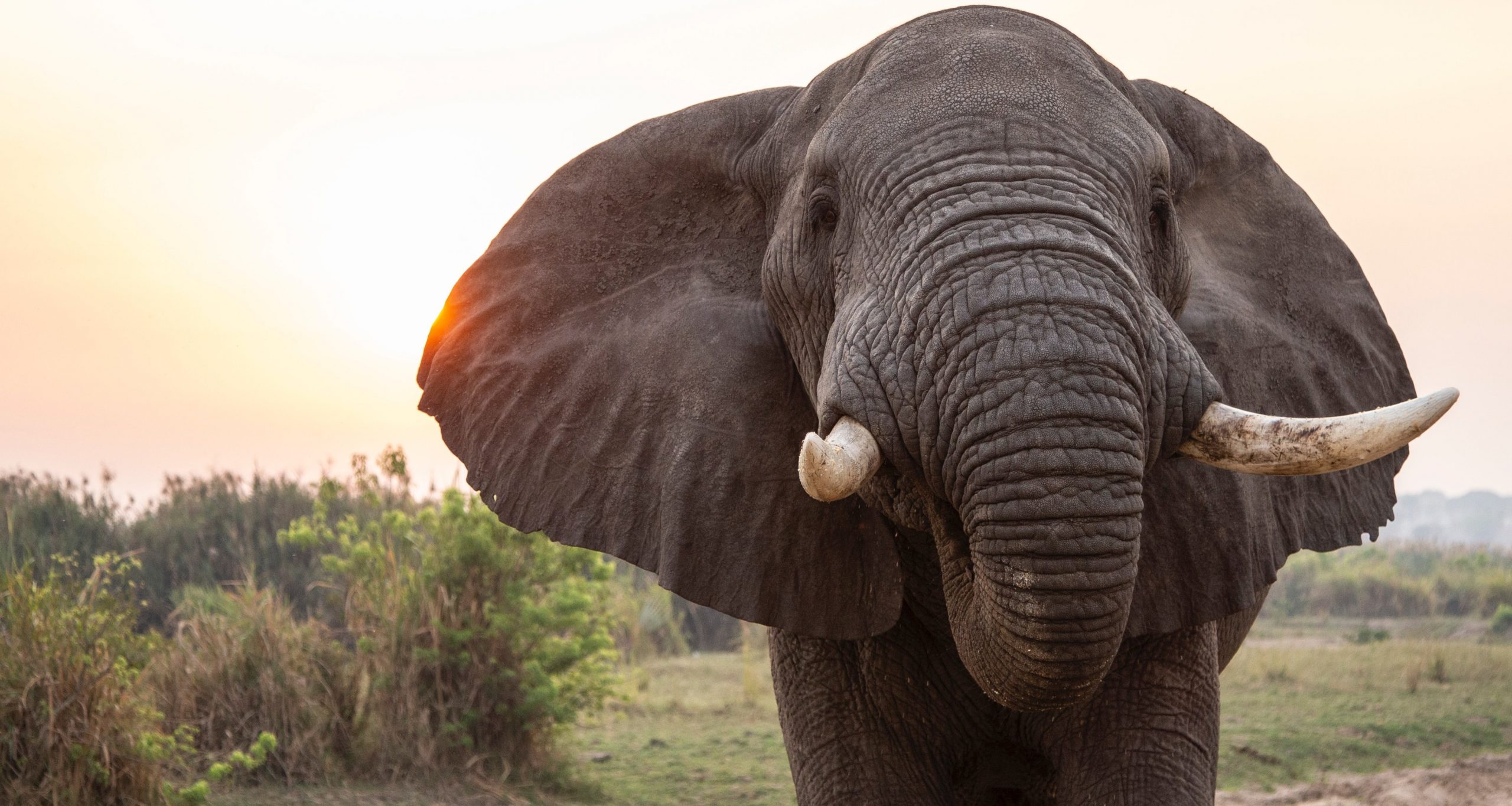 Правда или миф: у слонов великолепная память