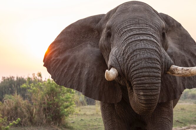 Правда или миф: у слонов великолепная память
