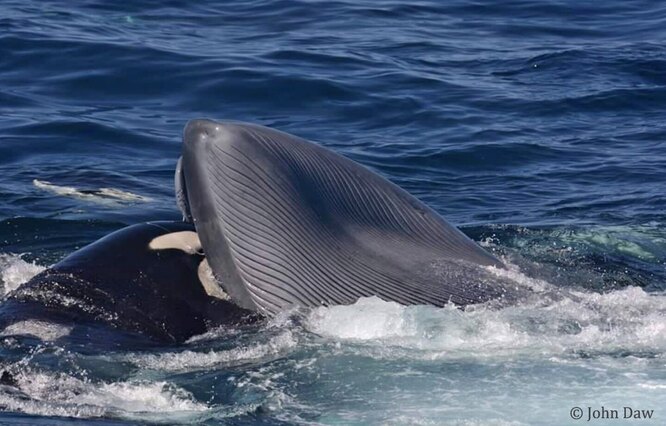 Самка вцепилась в горло огромному киту