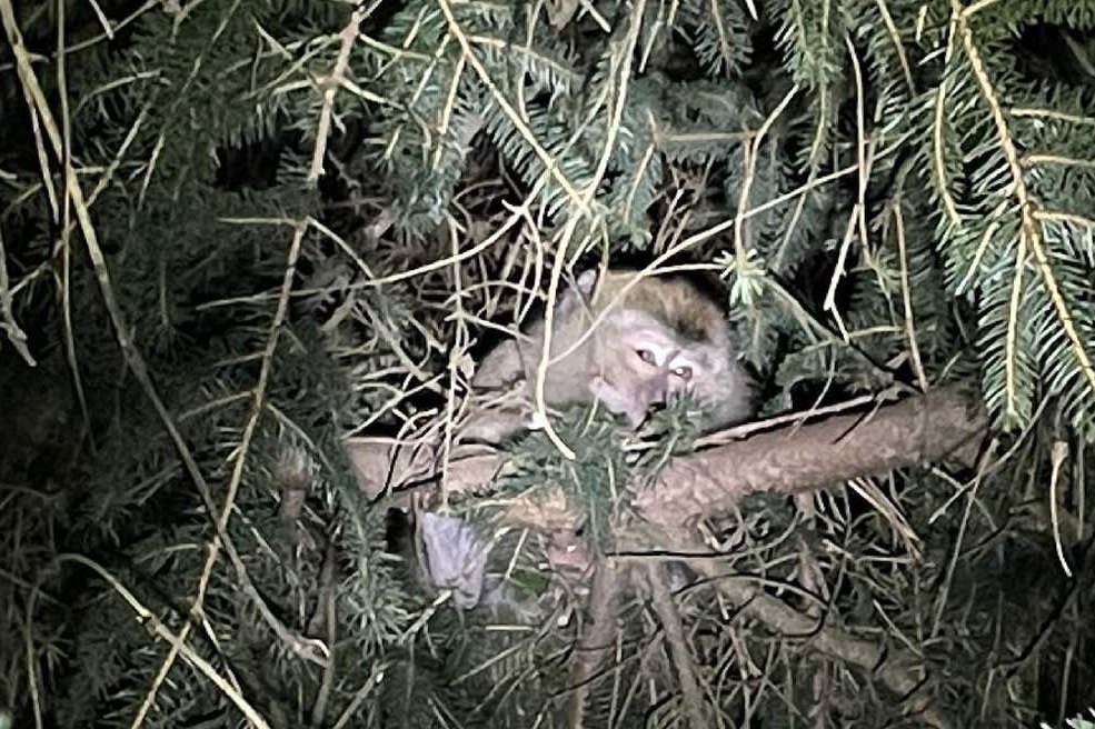 Полиция Пенсильвании нашла обезьян, ускользнувших по дороге в лабораторию из-за автокатастрофы