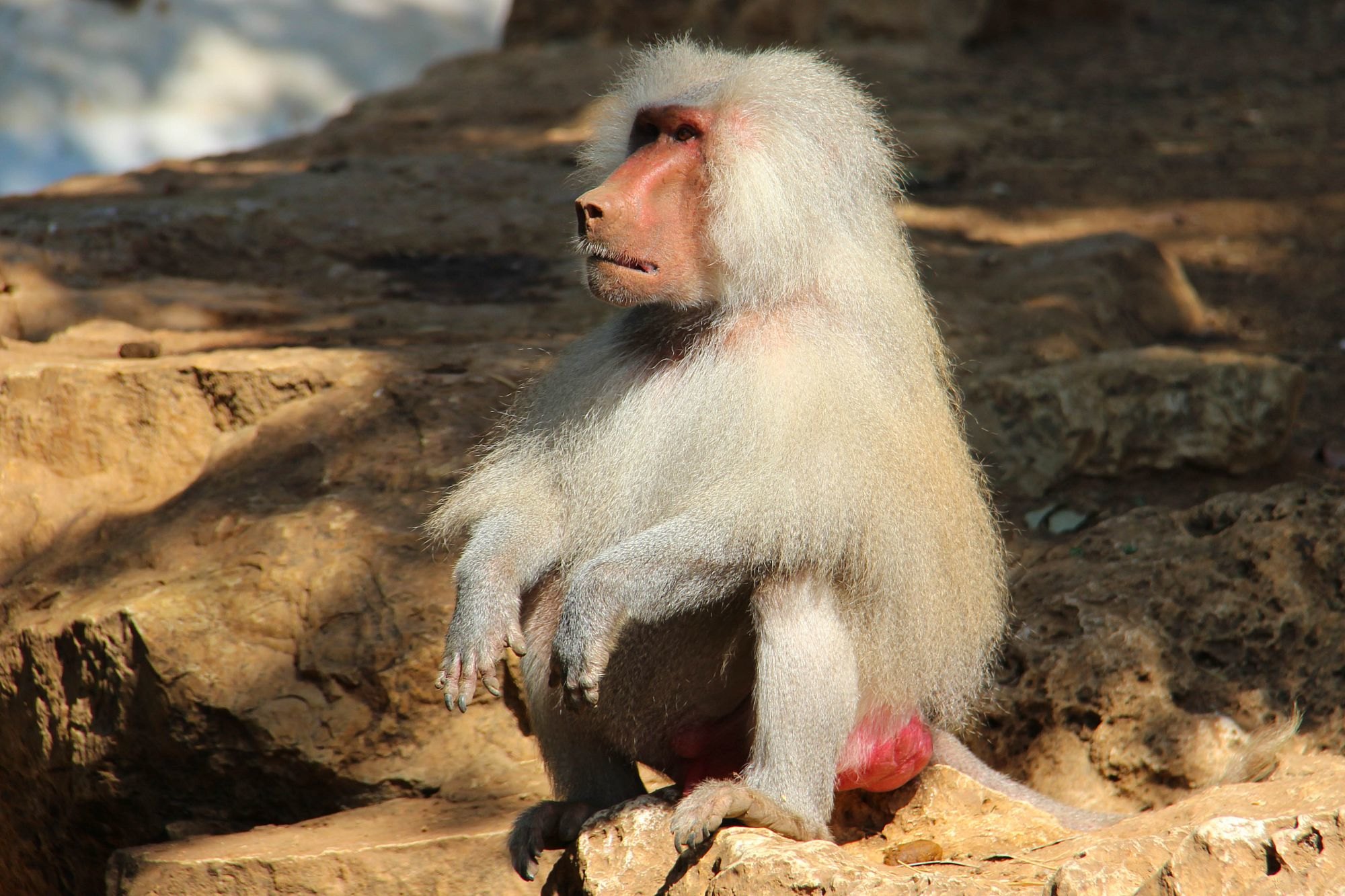 Правда ли, что у обезьян есть специальный ген многоженства?