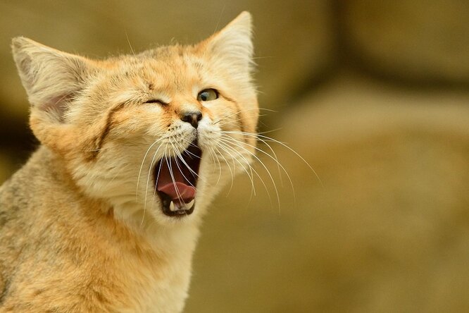 На что пошли ученые, чтобы добыть фотографии редчайшего барханного кота