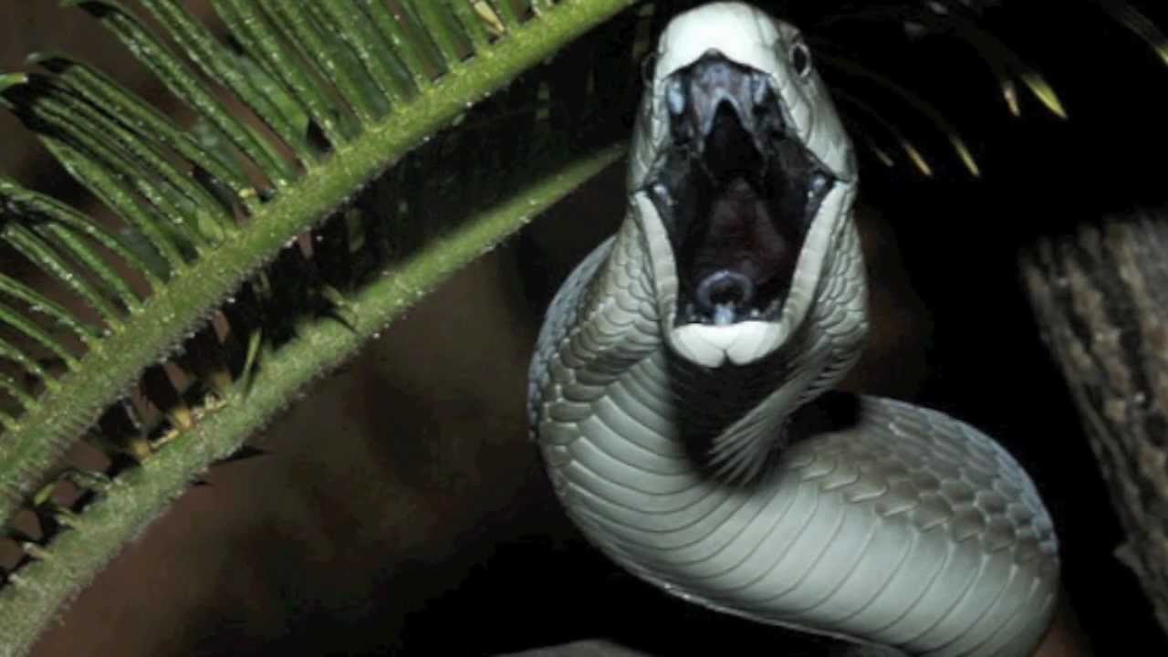 Посмотрите на схватку самых опасных змей на Земле