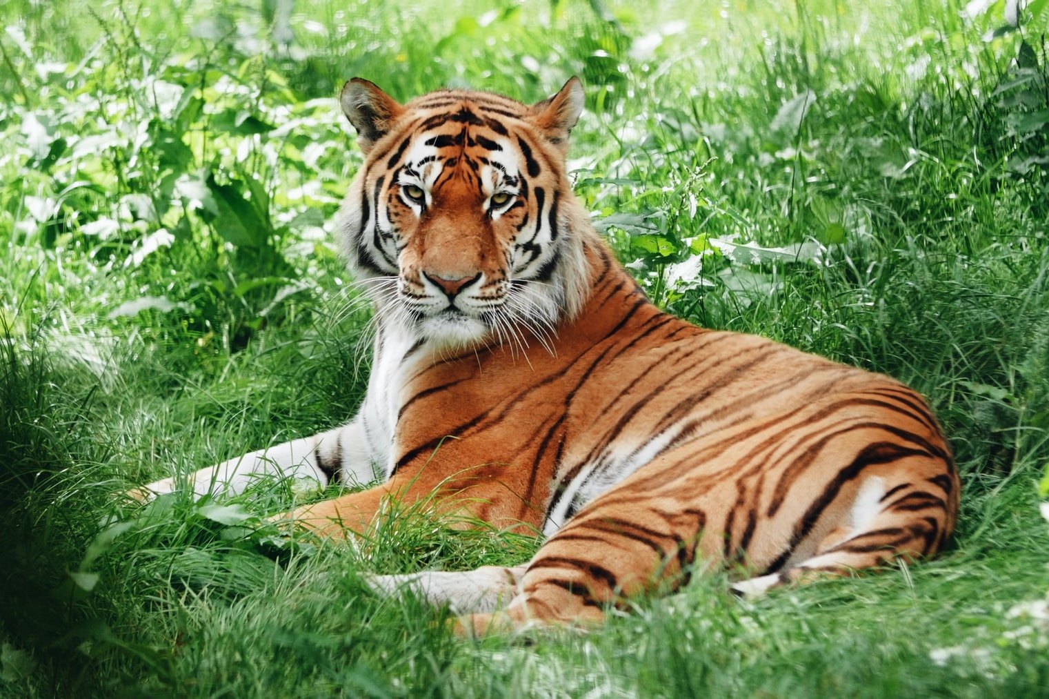 Почему тигр рыжий, если он живет среди зеленых деревьев: секрет хищника