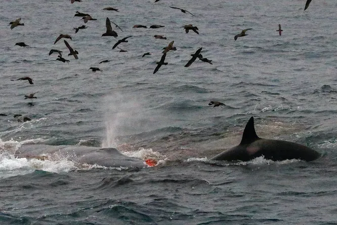 Впервые в истории косатки выследили и убили взрослого синего кита — крупнейшее животное на Земле