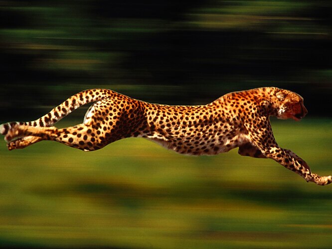 Посмотрите, что видит бегущий гепард: глазами хищника