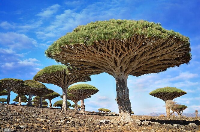 Остров Сокотра, Йемен. На этом острове растут уникальные деревья – драцены киноварно-красные, с неповторимым внешним видом и ярко-красной смолой. По легенде они появились из крови дракона, когда-то обитавшего на Сокотре. Драцены вырастают до десятиметровой длины, а каждая из ветвей оканчивается пучком листьев высотой от 30 до 60 см.
