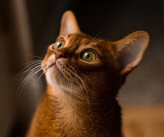 Тайны пушистых хищников: что нужно знать об Абиссинской кошке и Хауси