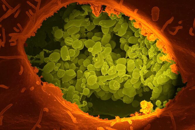 Живучие существа: 10 неожиданных мест, где обитают бактерии