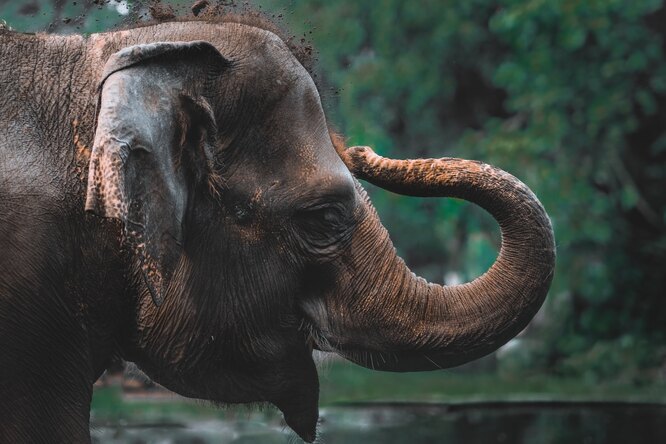 ДНК бивней выявило цепочку незаконной продажи слоновой кости