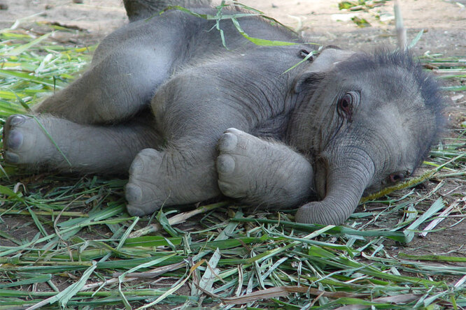 Как на самом деле спят слоны в дикой природе