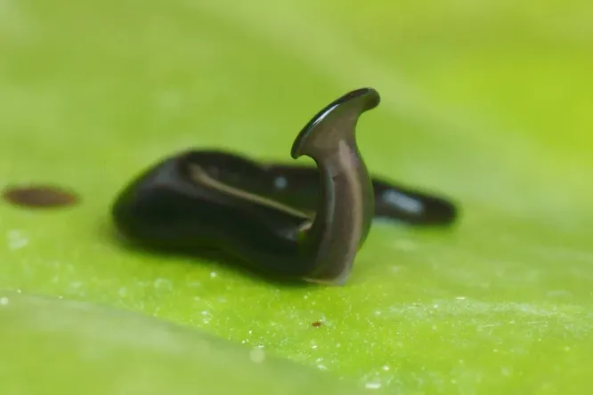 Загадочного плоского червя-«пришельца» назвали в честь пандемии COVID-19. Кстати, они могут обитать и в России