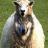Швейцарские овцы будут отправлять SMS пастухам