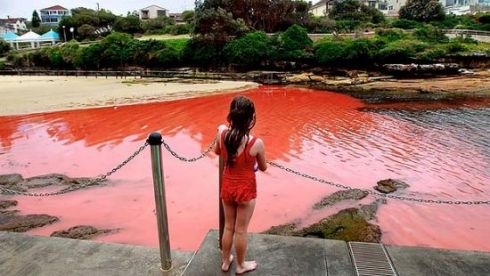 «Красный прилив» в Австралии