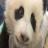 За взрослением панды Сосиска можно проследить на YouTube