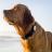 Whistle Dog Collar – статистика собачьей жизни