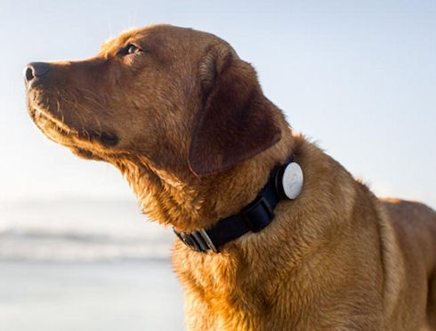 Whistle Dog Collar – статистика собачьей жизни Whistle Dog Collar – статистика собачьей жизни