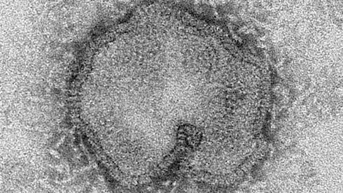 Вирус H7N9 будет изучен путем создания мутаций