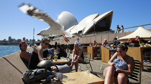 Робот не смог защитить Сиднейскую оперу от чаек