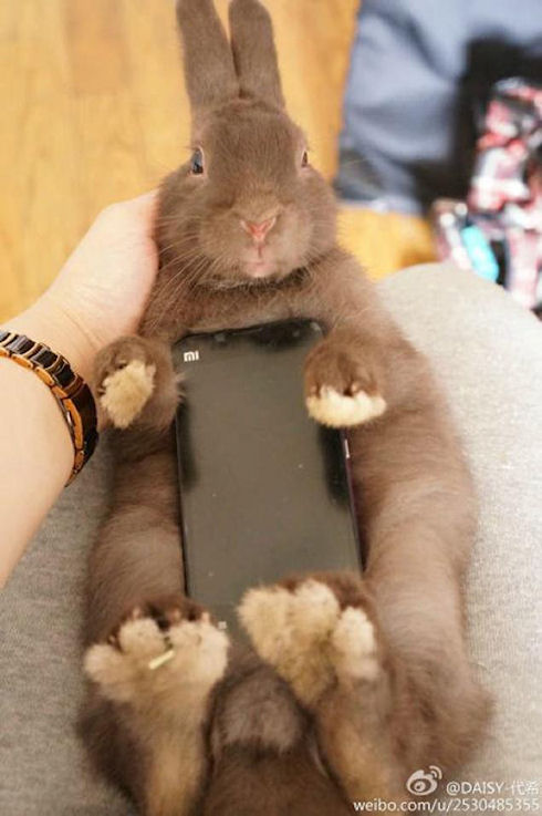 Любимыми телефонными «чехлами» японцев являются живые кролики