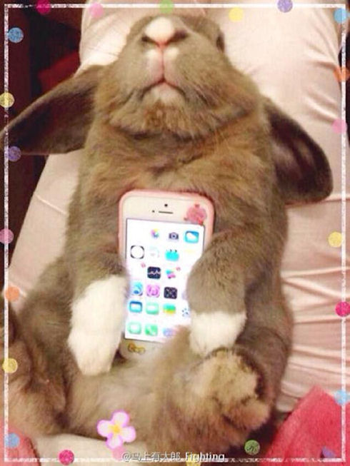 Любимыми телефонными «чехлами» японцев являются живые кролики