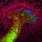 Ученые вырастили почки из стволовых клеток человека