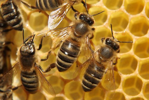 Что дарит нам трудолюбивая пчела?