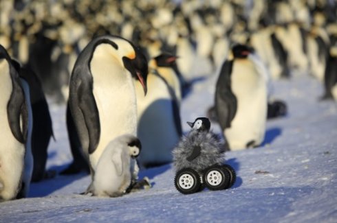 Для изучения поведения пингвинов ученые подослали в их стаю робота