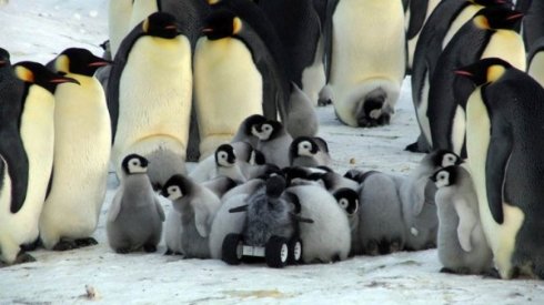 Для изучения поведения пингвинов ученые подослали в их стаю робота