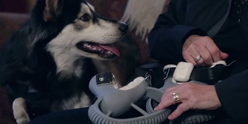 Для собаки-инвалида напечатали протезы на 3D-принтере