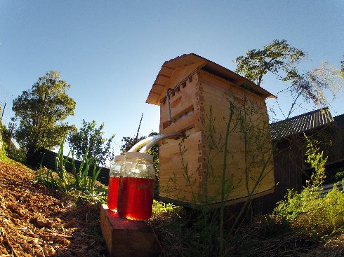 Изобретён улей, сливающий мёд через кран