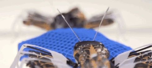 На 3D-принтере напечатали муравьев (Видео)