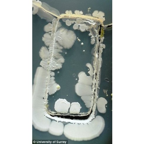 На поверхности смартфона обитает невероятное количество микробов (ФОТО)