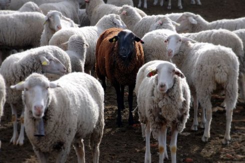 Первым в мире биологическим оружием были овцы