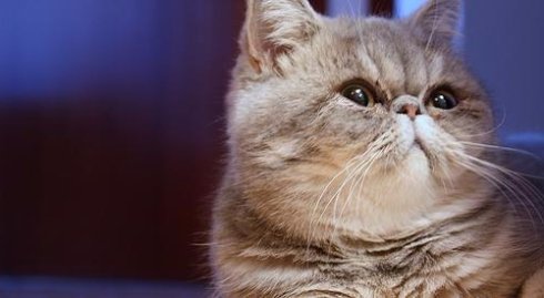 Привычки, нрав котов экзотов и особенности ухода за ними Привычки, нрав котов экзотов и особенности ухода за ними