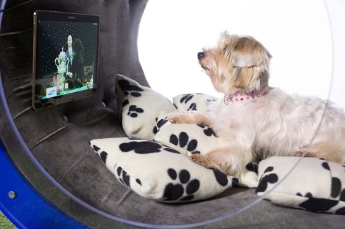 Samsung разработала собачью будку за $30 000 (ВИДЕО)