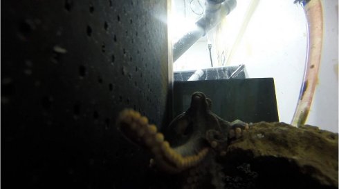 Сорвавший опыт осьминог устроил ученым фотосессию